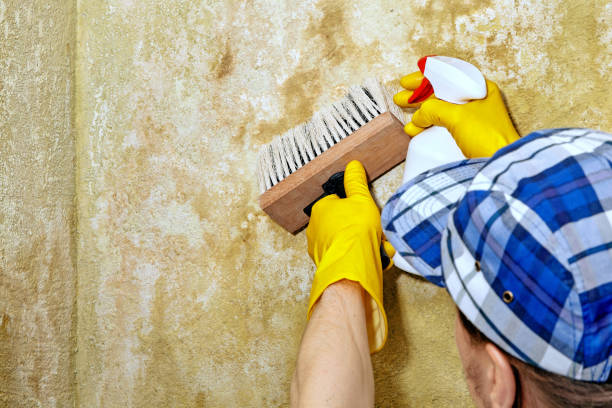 Best Mold Damage Restoration  in Salem, MO